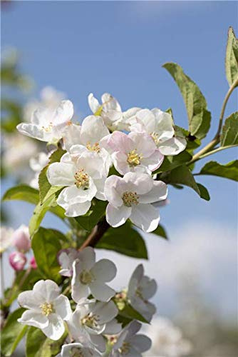 Zierapfel 'Red Sentinel' 60-100 cm Malus winterhart mehrjährig | Malus, rote Zierfrüchte, rote Blüten im Frühjahr, sonnig bis halbschattig, Solitärbaum, winterhart