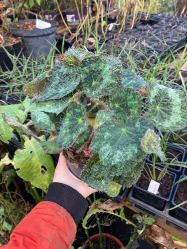 Begonia sizemoreae | House Plant Begonia | 12cm Potted