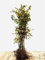 Carpinus betulus 80-100 cm - Hainbuche, ideal für Hecken, dicht verzweigt, schnittverträglich, winterhart, pflegeleicht