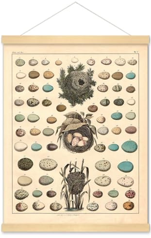 Meishe Art Poster Print Birds Nests Eggs Collection Identification Illustration Reference Chart Biology Science Educational Vintage Framed Home Wall Decor