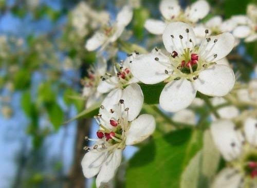5 Samen von Pyrus betulifolia Birchleaf Birnbaum