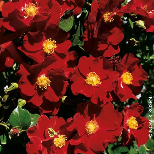 Bodendeckerrose „Alcantara - dunkelrot blühende Topfrose, im 6 L Topf - frisch aus der Gärtnerei - Pflanzen-Kölle Gartenrose