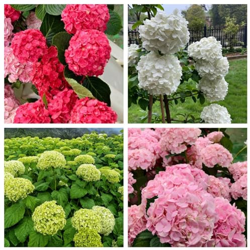 Bulbos de hortensia, adecuadas para jardines de interior plantas ornamentales, resistentes, fáciles de cultivar, adecuadas para jardines de interior-1bulbos-A