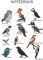 Notizbuch Gartenvögel Wiedehopf Eisvogel Kolibri Vogel Zeichnung Weiß: Lustiges Vogeltagebuch 100 Seiten A5 Kariert für Vogelfreunde und Vogelbeobachter