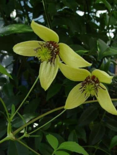 8 graines de Clématite Coréenne Parfumée (Clematis Serratifolia) G 866 SEEDS SAMEN