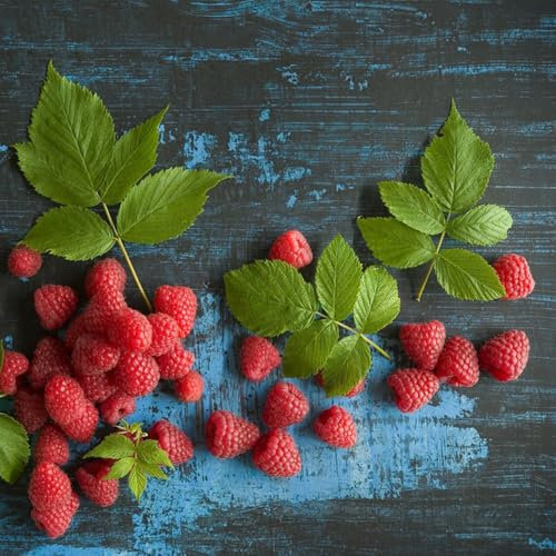 himbeeren pflanzen samen,himbeere, säulenobst obst frisch säulenobst balkonpflanzen obstbäume deko pflanzen bio saatgut zwergobstbäume topf pflanze obstbaum dekopflanzen exotische 200pcs