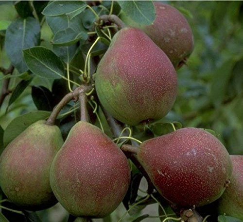 Clapps Liebling, Sommerbirne, Buschbaum (kleinbleibend), 120-150cm im 10L Topf