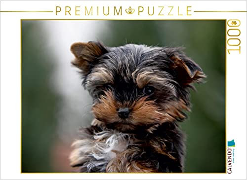 CALVENDO Puzzle Yorkshire-Terrier Welpe 1000 Teile Puzzle quer | 1000 Teile Lege-Größe 64 x 48 cm Foto-Puzzle für glückliche Stunden