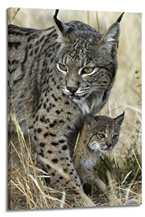 YIBIN Tier-Poster für Schlafzimmer, Luchs-Rufus-Poster, dekoratives Gemälde, Leinwand, Wandposter und Kunstbild, modernes Familien-Schlafzimmer, 30 x 45 cm