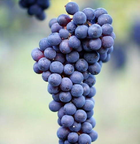 Weinrebe Dornfelder 100-125cm - Vitis