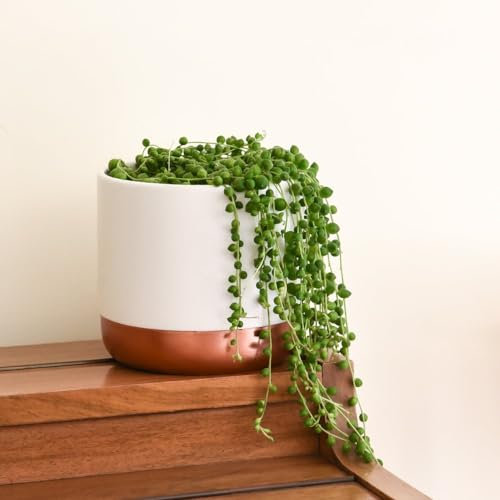 Senecio Rowleyanus - String of Pearls Plant: Easy-to-Grow & Drought Tolerant Succulent - Tender Perennial - Bead-Like Foliage - Ideal Indoor Display - 2X 9cm Potted Plant by Thompson and Morgan (2)