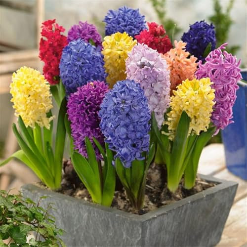 Hyazinthe Ist SüßE BlüTenbläTter, Macht GlüCklich AuffäLlige, AuffäLlige Pflanze, Das Aroma Ist Reichhaltig, (Winterhart/Stauden/Staude/Mehrjährig) Hyazinthen zwiebeln,-2bulbs-C