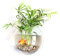 Hylotele Mural Bocal à Poissons Boule, Décoration de la Maison Goldfish Bowl Créatif Acrylique Suspendu Aquariums Plante Pot Réservoirs de Poissons Vase À Fleur