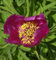 Wild Pfingstrose - Paeonia veitchii - Gartenpflanze