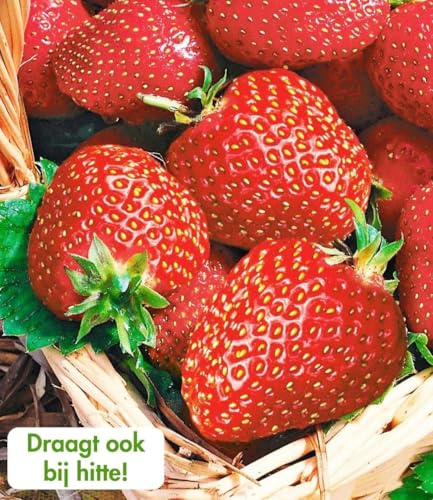BALDUR Garten 20x Immertragende Erdbeere Seascape®, Pflanzen im 5-6 cm-Topf | Fragaria Erdbeerpflanzen winterhart, pflegeleicht, Fragaria x ananassa, fruchtet auch bei großer Sommerhitze