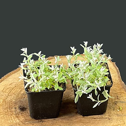 Cerastium tomentosum von Intragarten filziges oder Silber Hornkraut im Topf