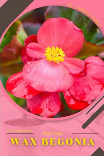 Wax Begonia: Plant Guide