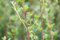 Cotoneaster dielsianus 60-100 cm - Zierquitte, weiße Blüten, rote Beeren, Blütezeit Mai-Juni, ideal für Hecken, bienenfreundlich, winterhart