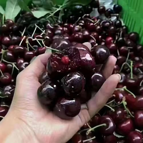 20 pz Semi di ciliegio perenne resistente all'inverno Semi di piante d'appartamento, piante da giardino semi di piante di ciliegio alberi da frutto nani, pianta d'appartamento Frutta