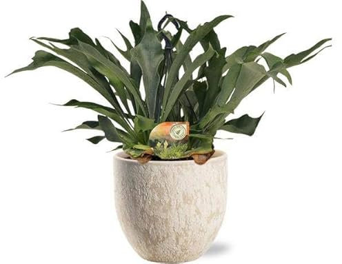 Platycerium Bifurcatum – Felce di corna – Pianta d'appartamento – Ø 21 cm – 50 cm + vaso Sem Beige Ø 24 x 22 cm