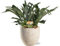 Platycerium Bifurcatum – Felce di corna – Pianta d'appartamento – Ø 21 cm – 50 cm + vaso Sem Beige Ø 24 x 22 cm
