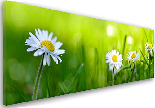 Feeby. Leinwandbild, Bilder, Wand Bild, Wandbilder, Kunstdruck 100x40 cm, GÄNSEBLÜMCHEN, Natur, GRÜN, WEIß