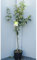 SAVINI VIVAI Goldener Apfelbaum, Obstpflanzen, Apfelbaum im Topf, 22–24 cm, 2–3 Jahre, Höhe 130–150 cm, hergestellt in Italien