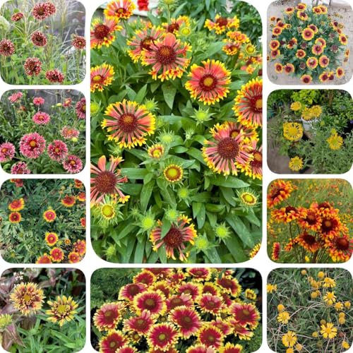 100 piezas Planta de Gaillardia - Gaillardia Pulchella, semillas de jardin semillas de bonsai Flor de escarapela planta perenne resistente, semillas flores, plantas de balcón Semillas