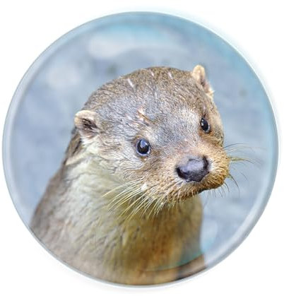 Deluxebase Magnidome Otter Fridge Magnet – Crystal Glass Dome Animal Magnets for Fridges, Decorative Strong Magnet for Kitchen Accessories, Novelty Gifts and Cute Home Decor.