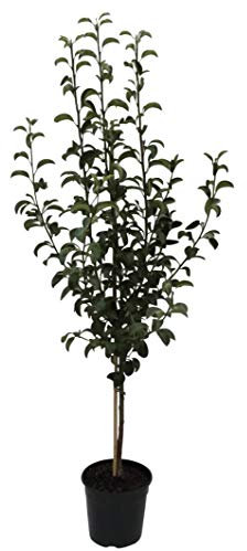 Birnenbaum Köstliche von Charneux Herbstbirne Buschbaum ca.110-140 cm im 10 Liter Topf auf Quitte A