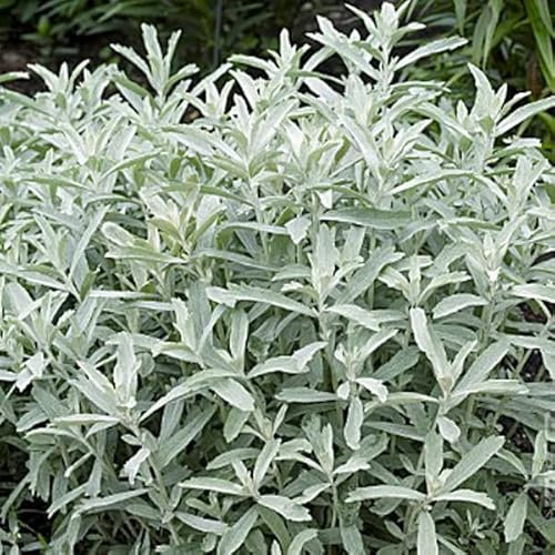 6 x Silbriger Beifuß 'Silver Queen' - Artemisia Ludoviciana 'Silver Queen' Topf 9x9cm: Silbergraues Laub, duftend und pflegeleicht. Toll als Bodendecker oder in Trockensträußen.