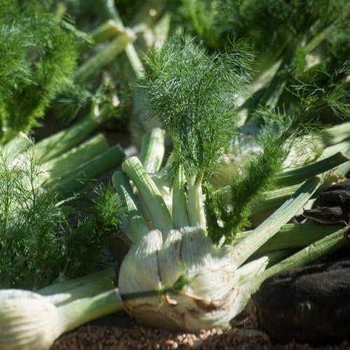 500 Pcs Fenchelsamen Bio - Fenchel Pflanze Samen, Kräutergarten, Bio Samen Gemüse Fenchelsamen Saatgut, Kräuter Samen Mehrjährig, Gemüse Frisch Seltene Pflanzen, Gemüse Samen Bio Samen