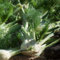 500 Pcs Fenchelsamen Bio - Fenchel Pflanze Samen, Kräutergarten, Bio Samen Gemüse Fenchelsamen Saatgut, Kräuter Samen Mehrjährig, Gemüse Frisch Seltene Pflanzen, Gemüse Samen Bio Samen
