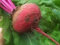 20 Samen Lutz Green Leaf Beet Non-Gmo, Heirloom Seeds Neue Samen für 2017