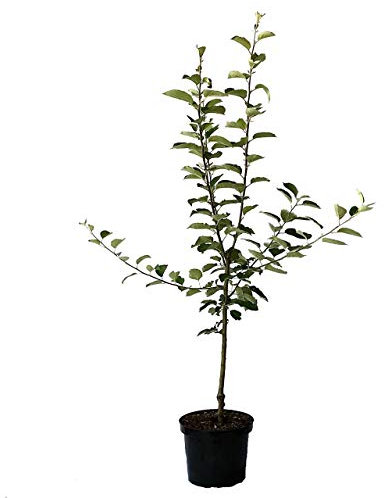 Pohorka robuster Winterapfel aus Slowenien Buschbaum 110-140 cm im 7,5 L Topf Unterlage M7