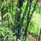 semillas de bambú - plantas de balcón planta maceta plantas interior - Serie Raras - bambú gigante jardín jardín semillas árbol exóticas verdes macetas perennes resistentes planta árbol 350pcs