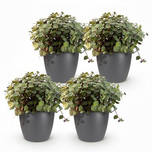 Calissia Repens Zimmerpflanze 4er Set mit grauem Topf Ø12cm Höhe 17-20cm Haustierfreundliche Grünpflanze pflegeleicht für Wohnzimmer Büro Schlafzimmer