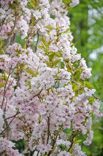 Zierkirsche `Amanogawa´, Prunus serrulata, 100-120cm, im Topf