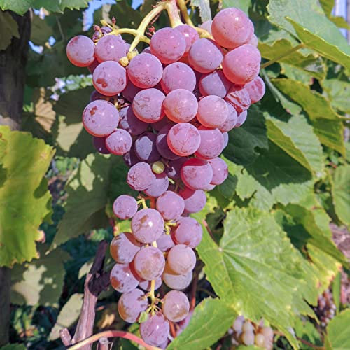 Kernlose rosa Weintraube Reliance 2L - Garten Pflanzen mit schönen Blüten - Die perfekte Dekoration für Ihr Grundstück - Für Anfänger und professionelle Gärtner
