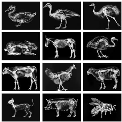 Röntgenbilder-Set für Tiere, Wissenschafts-Lernset, Leuchttisch-Zubehör für Kinder (Thema Nutztiere)