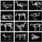 Röntgenbilder-Set für Tiere, Wissenschafts-Lernset, Leuchttisch-Zubehör für Kinder (Thema Nutztiere)