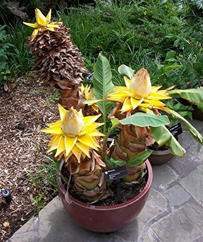 20Pcs Musella lasiocarpa Bonsai Nano Banane Golden Lotus pianta da frutto Bella