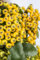 Pyracantha 'Soleil d'Or' 125-150 cm - Feuerdorn, gelbe Beeren, Herbstfärbung, ideal als Hecke, bienenfreundlich, winterhart