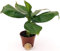 POWERS TO FLOWERS - BANANO, MINI PIANTA DEL BANANO PER TERRARIUM, pianta vera