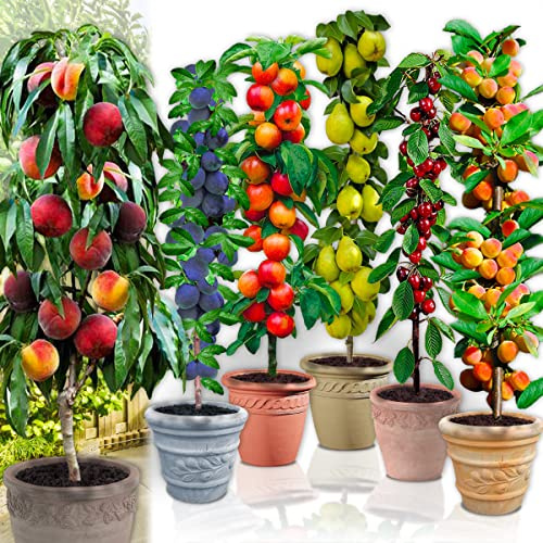 Árboles frutales en columna - Lote de 18 árboles (3 cerezos, 3 manzanos, 3 perales, 3 albaricoqueros, 3 melocotón, 3 Ciruela) - 80cm de altura - Ideal para balcones, terrazas, pequeños jardines