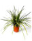 TROPICTREES Cordyline Festival Lime Palme | 60cm Höhe | Lebendige grüne Blätter Immergrüne Palme | Grüne Elegance üppiges Laub Outdoor Cordyline Pflanze