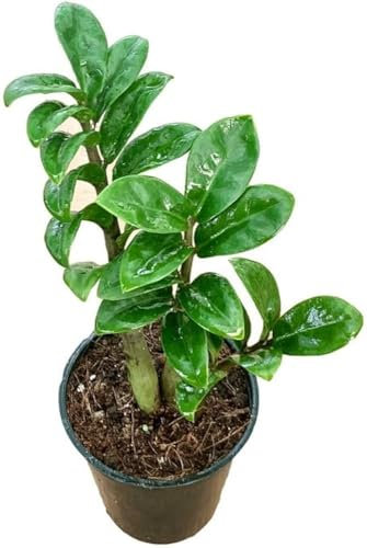Easy houseplant Zamioculcas ZENZI ZZ Plant Rare Dwarf Variety for Shade Area in 9cm Pot