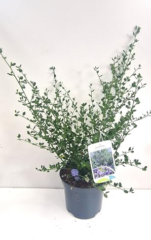 immergrüne Säckelblume Ceanothus impressus Victoria 40-60 cm hoch 3 L Topf | Immergrün, winterhart & blütenreich – bienenfreundlich und pflegeleicht, Blüte im Frühling
