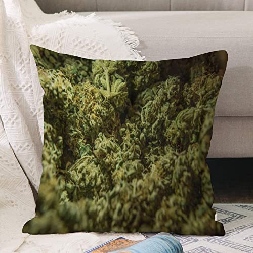 Kissenbezug 45x45 cm,Green License Cannabis Marihuana Sativa Heads 420 Landwirtschaft Knosp,Outdoor Kissen Kissenbezüge Kissenhülle Sofa Kissen dekokissen Zierkissen für Wohnzimmer Garten deko draußen