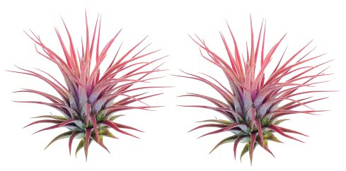 Planta Natural Tillandsia Ionantha de Color Rojo - Pack de 2 Plantas - Ideal para Terraza y Jardín Planta del Aire Que No Necesita Tierra para Vivir